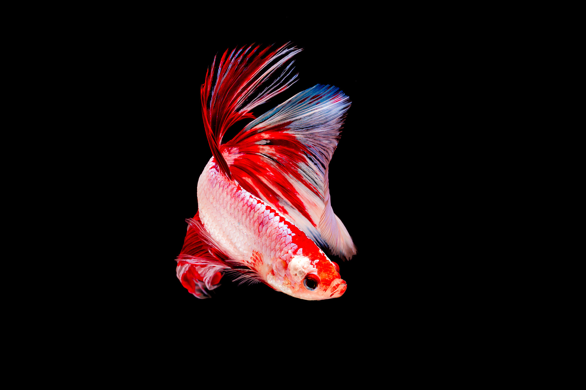 Canon EOS 70D sample photo. Fighting fish photography