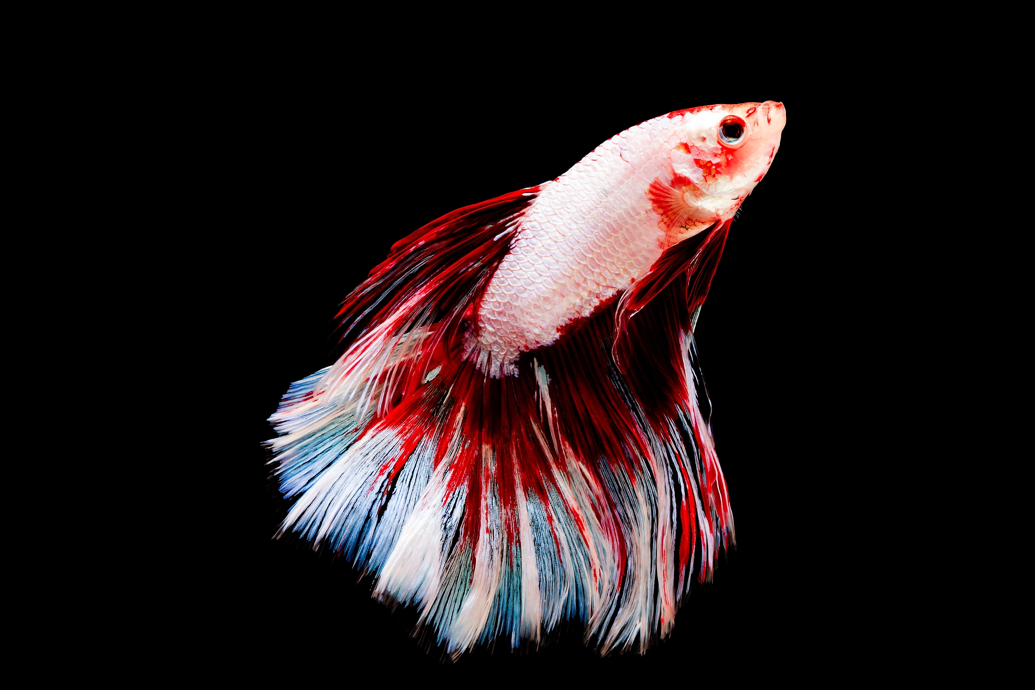 Canon EOS 70D + Canon EF 100mm F2.8L Macro IS USM sample photo. Fighting fish photography