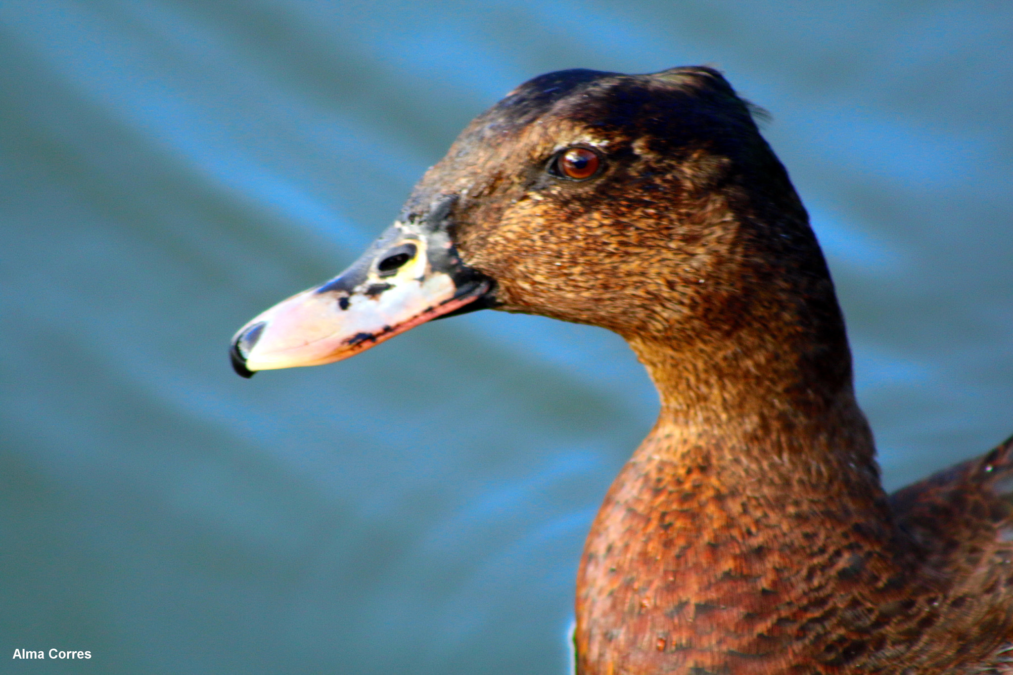 Canon EF 75-300mm f/4-5.6 USM sample photo. Duck face photography