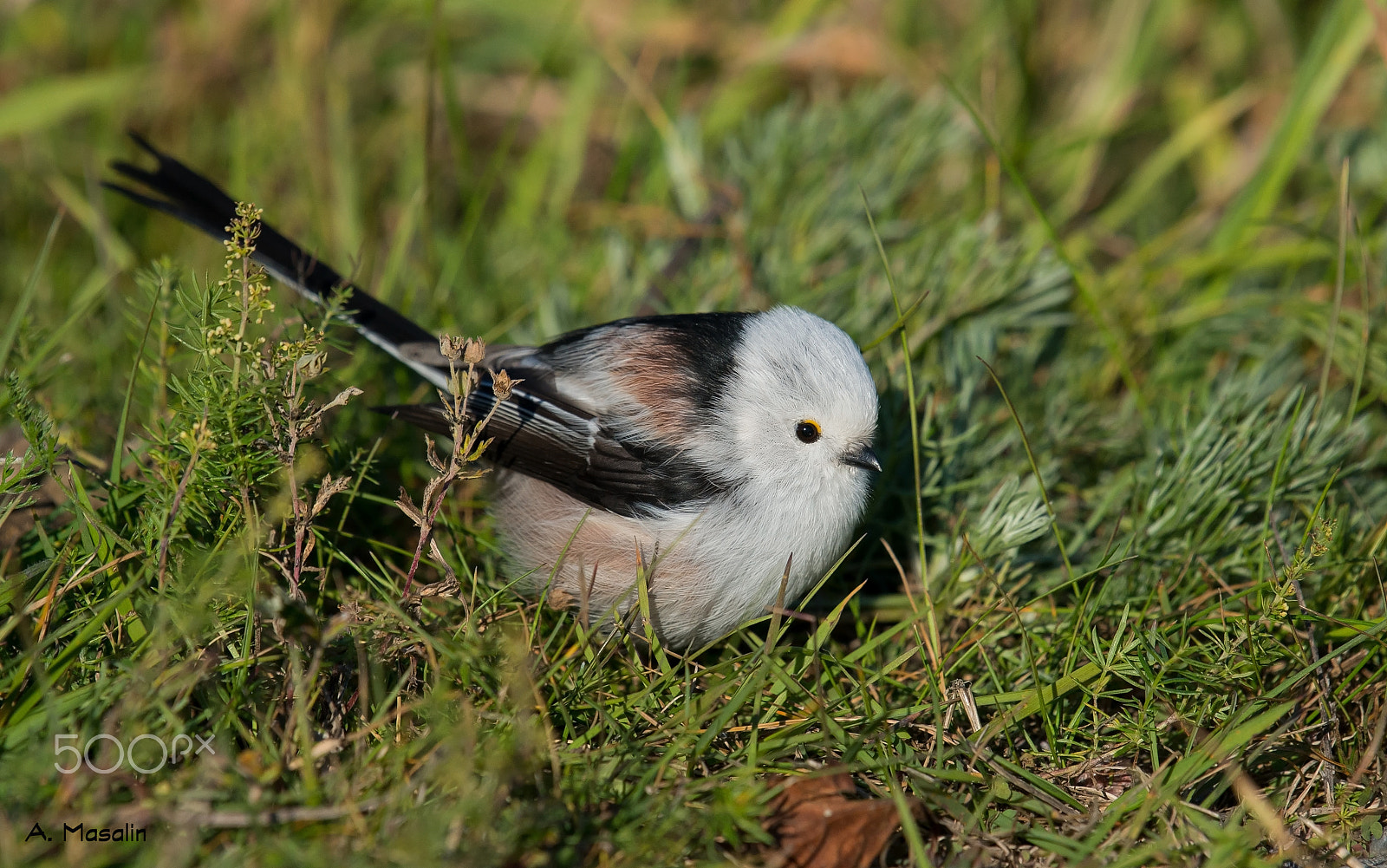 Nikon AF-S Nikkor 200-500mm F5.6E ED VR sample photo. Long-tailed tit photography
