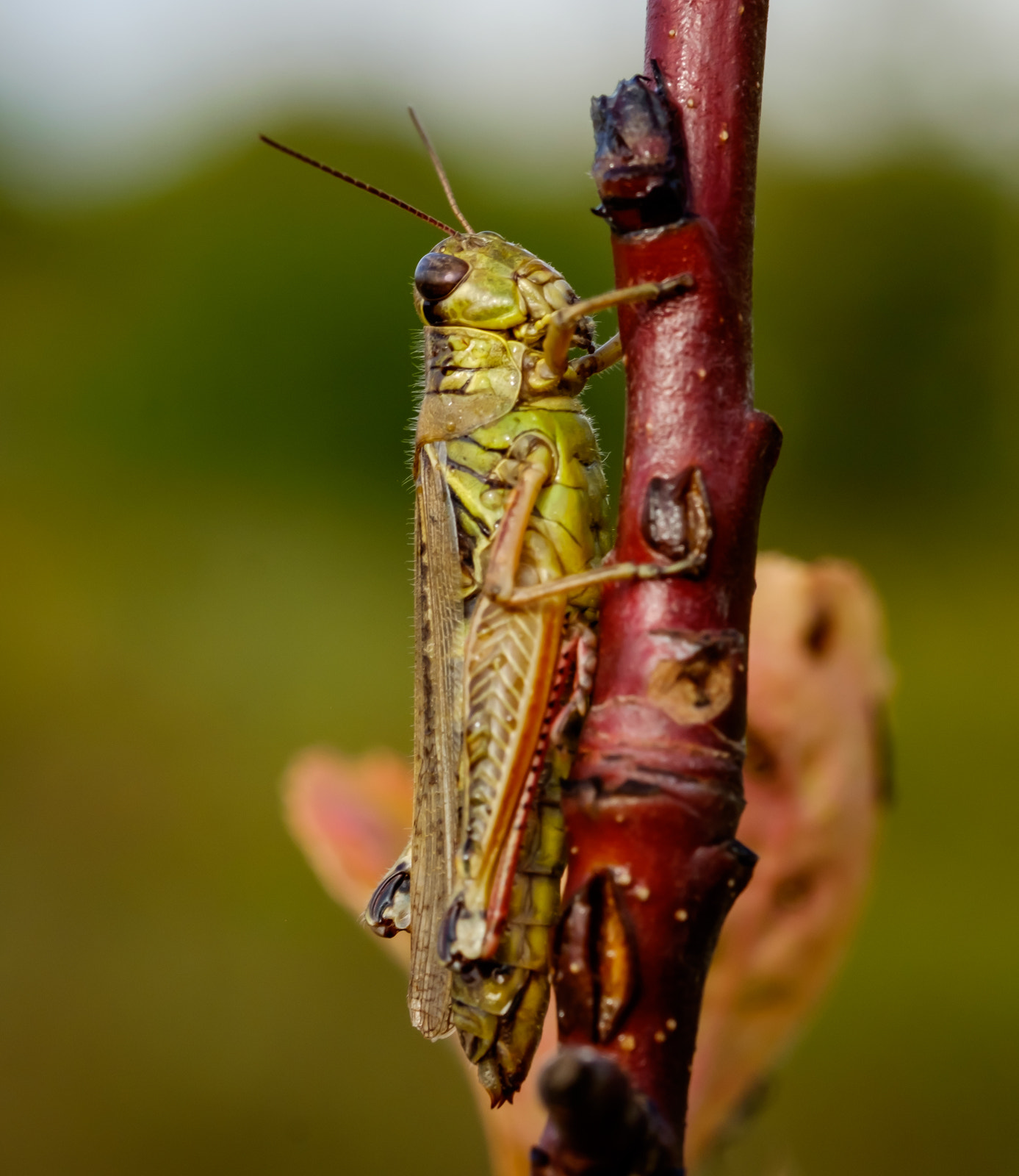 Fujifilm X-T10 + Fujifilm XF 60mm F2.4 R Macro sample photo. Grasshopper photography