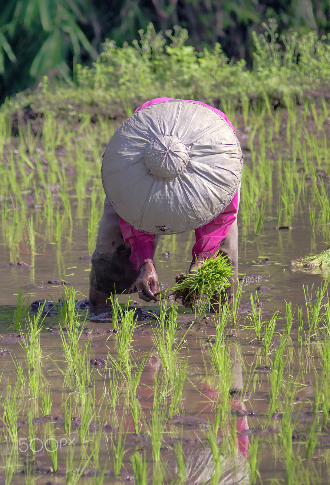 AF Zoom-Nikkor 75-300mm f/4.5-5.6 sample photo. Farmer photography