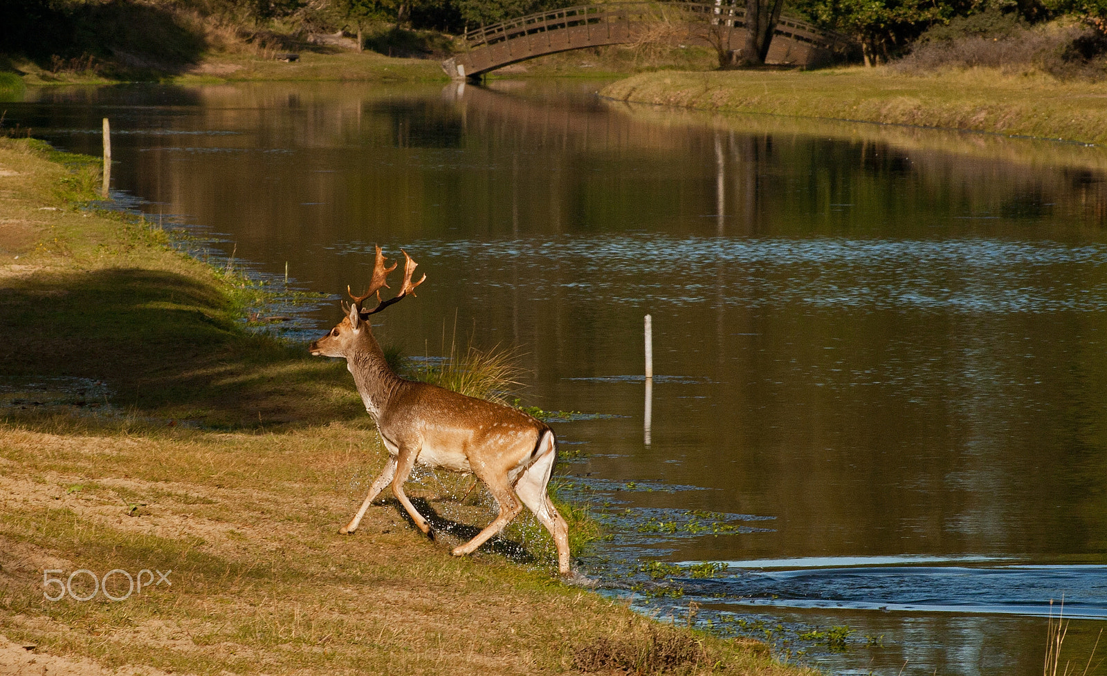 Canon EF 75-300mm f/4-5.6 USM sample photo. Morning swim photography