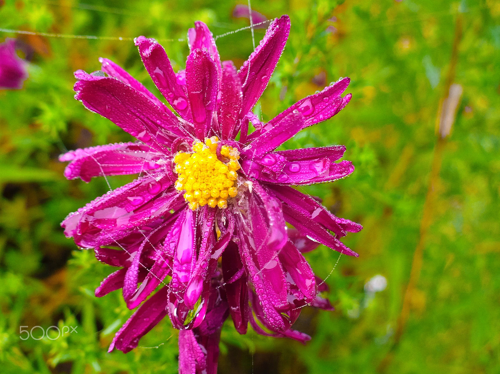 Panasonic DMC-LZ7 sample photo. Flower in the web. Цветок в паутине. photography