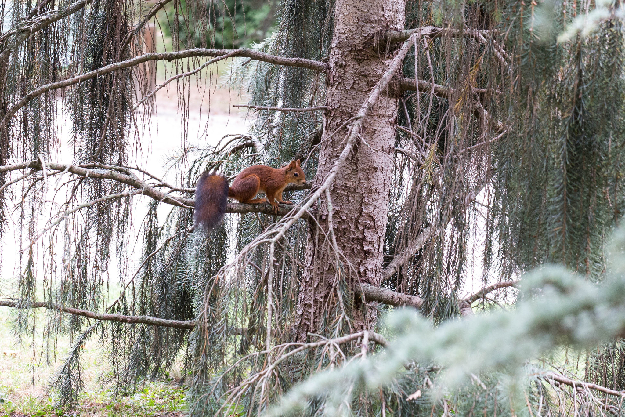 Canon EOS 6D + Canon EF 100mm F2.8L Macro IS USM sample photo. Squirrel photography