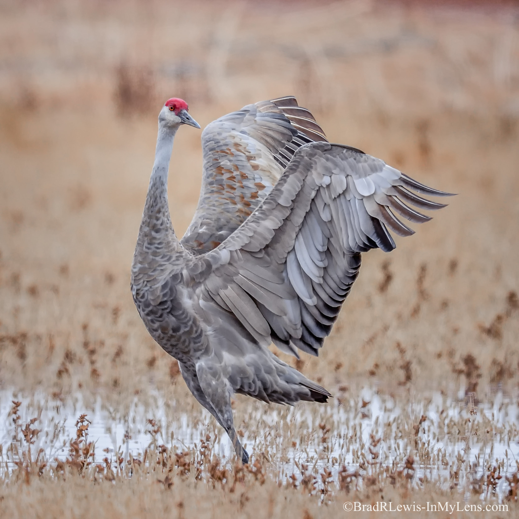 Nikon AF-S Nikkor 800mm F5.6E FL ED VR sample photo. Majestic sandhill crane photography
