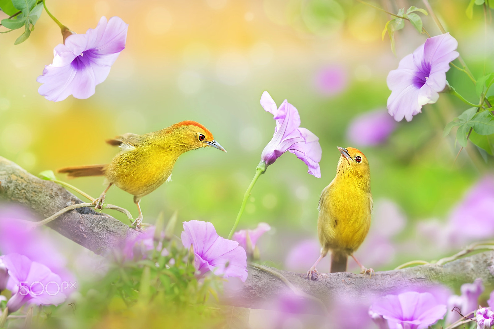 Canon EF 300mm F2.8L IS USM sample photo. Purple dream photography