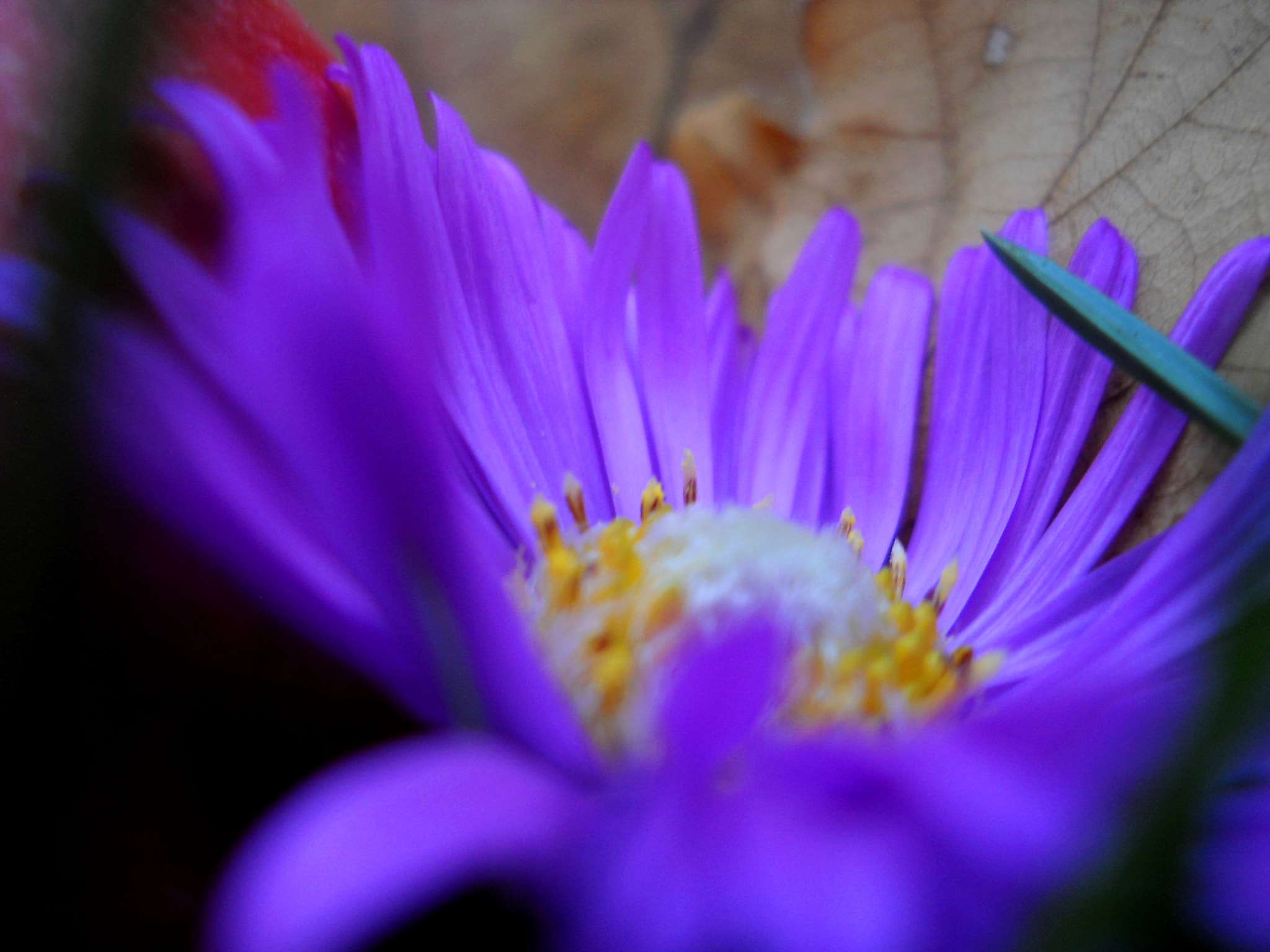 Nikon Coolpix L21 sample photo. Flower close photography