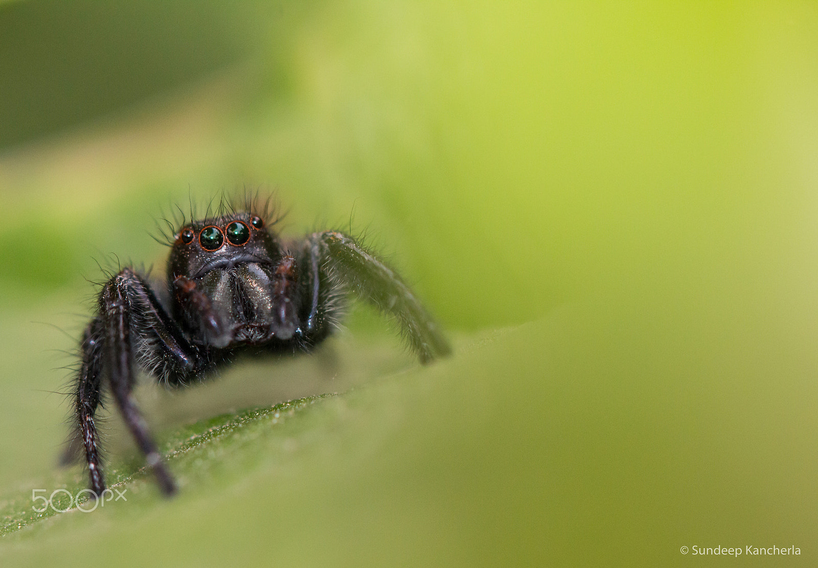 Canon EF 100mm F2.8L Macro IS USM sample photo. Black jumping spider photography