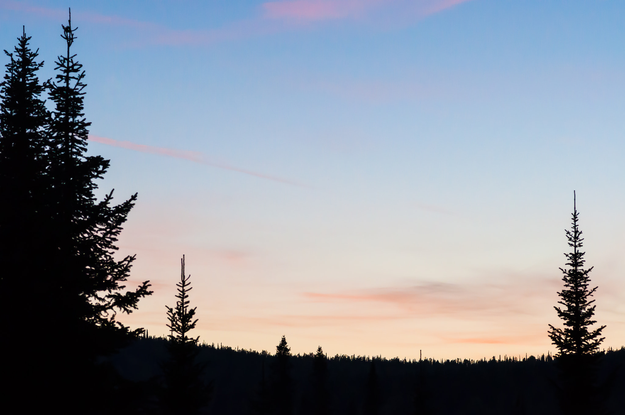 Nikon D5000 + Tokina AT-X Pro 100mm F2.8 Macro sample photo. Just a silhouettes of spruces photography