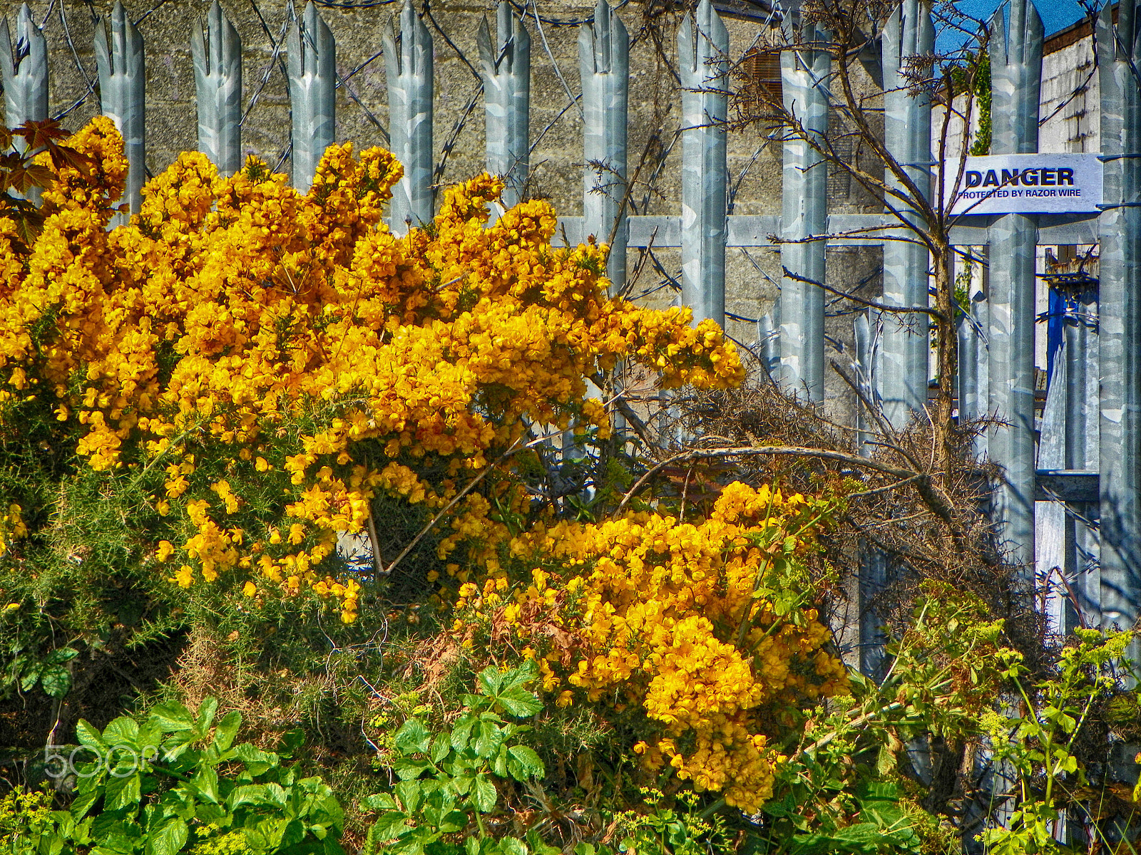 Kodak EasyShare Z981 sample photo. Dead and alive photography