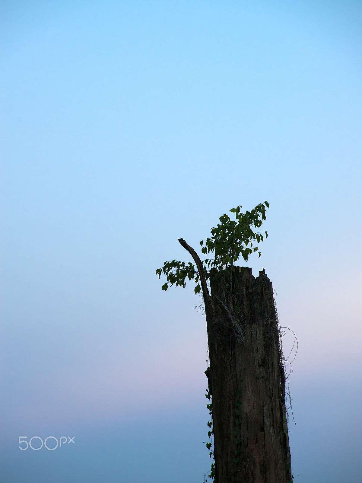 Nikon D600 sample photo. Reborn in twilight photography
