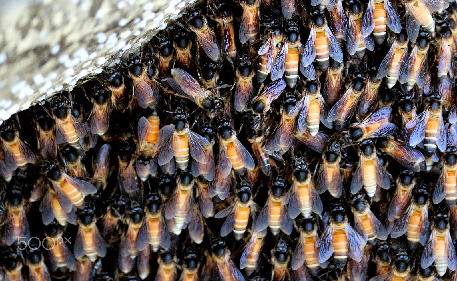 Canon EOS 750D (EOS Rebel T6i / EOS Kiss X8i) sample photo. Honey bee photography