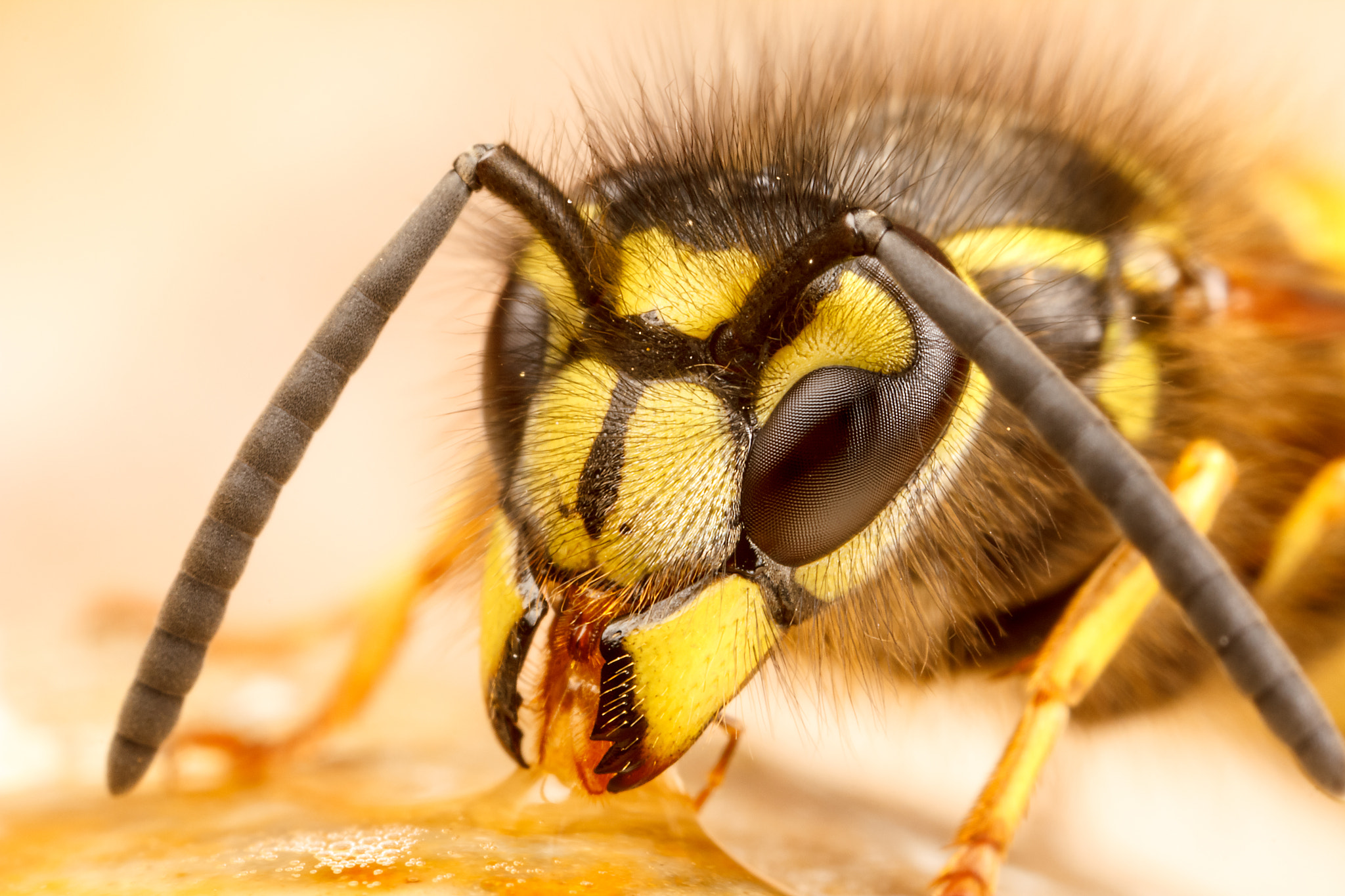 Canon MP-E 65mm F2.5 1-5x Macro Photo sample photo. Jasper photography