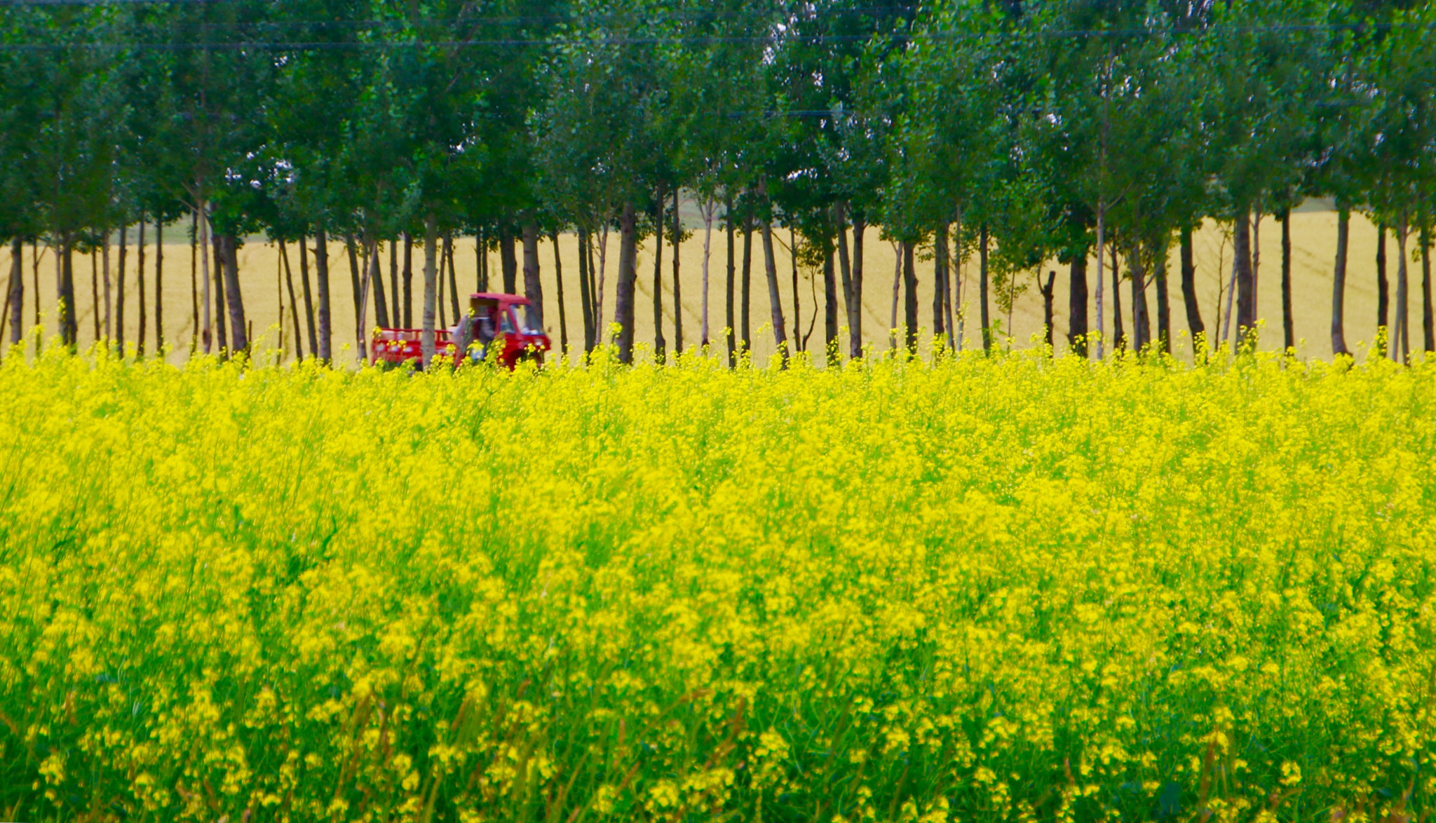 Canon 18-250mm sample photo. Canola flower field photography