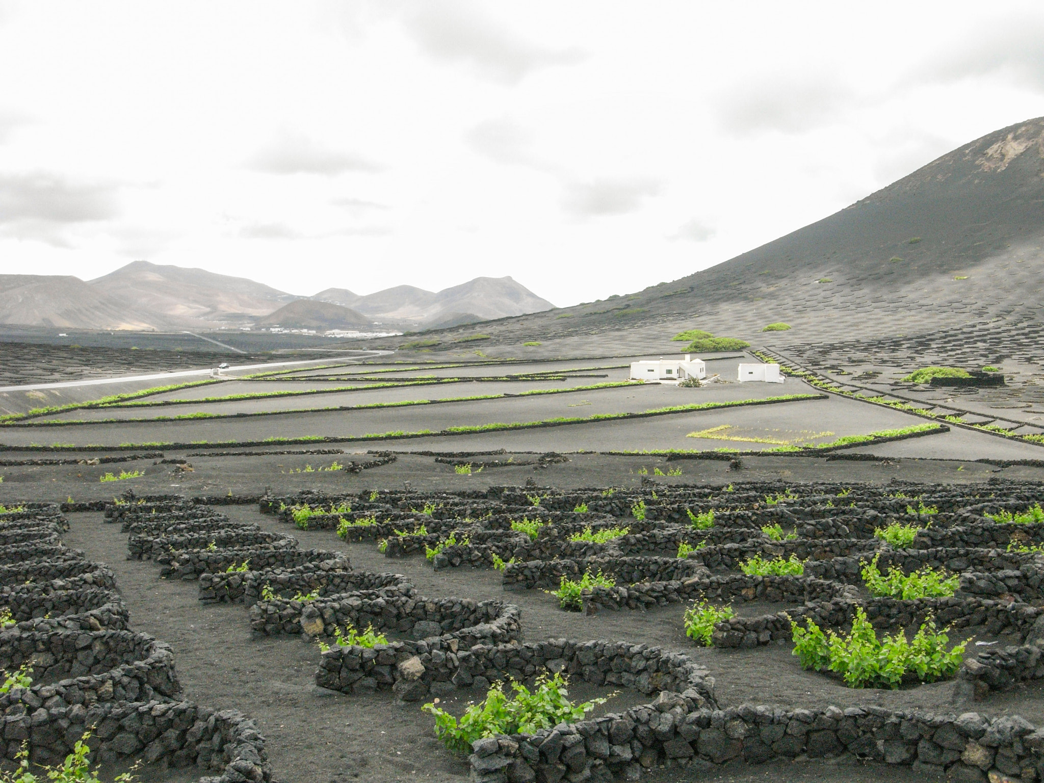 Ricoh Caplio R6 sample photo. Grape vines, lanzarote photography