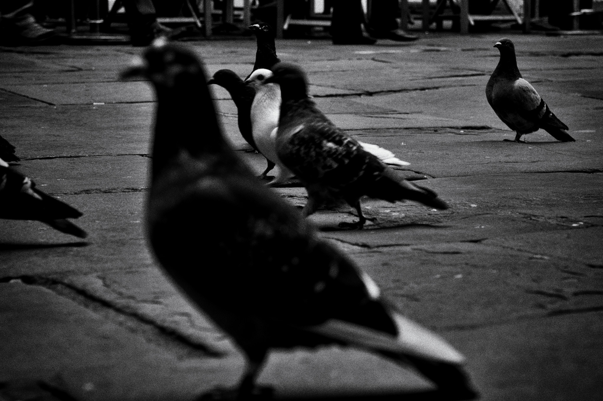 Pentax K-3 II sample photo. Pigeon parade photography