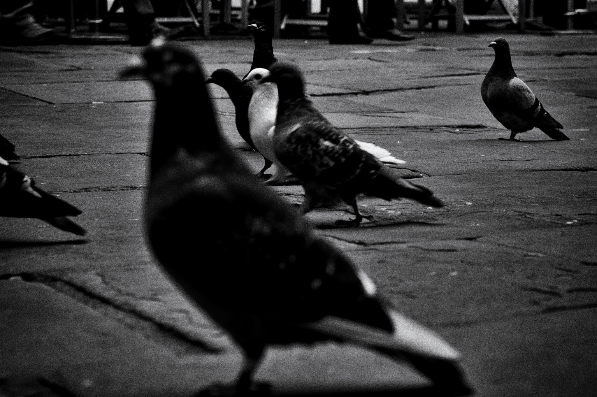 Tamron AF 28-75mm F2.8 XR Di LD Aspherical (IF) sample photo. Pigeon parade photography