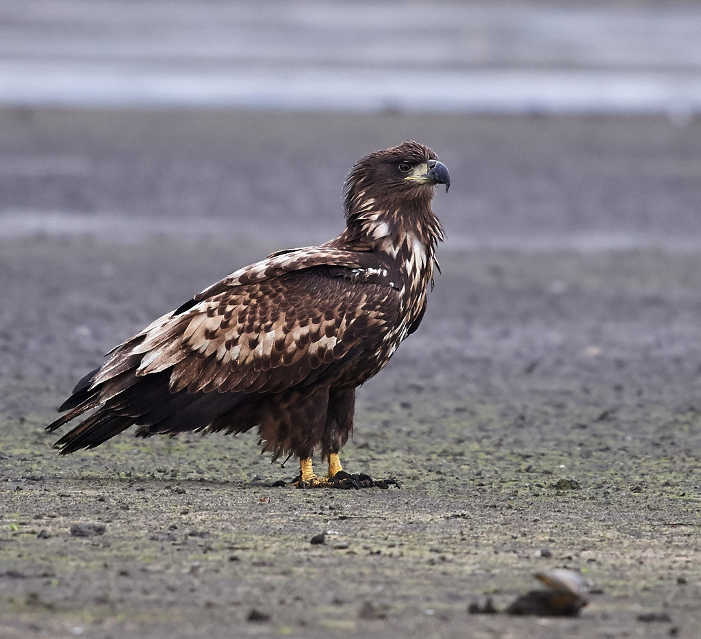 Nikon AF-S Nikkor 300mm f/4E PF ED VR sample photo. Young eagle photography