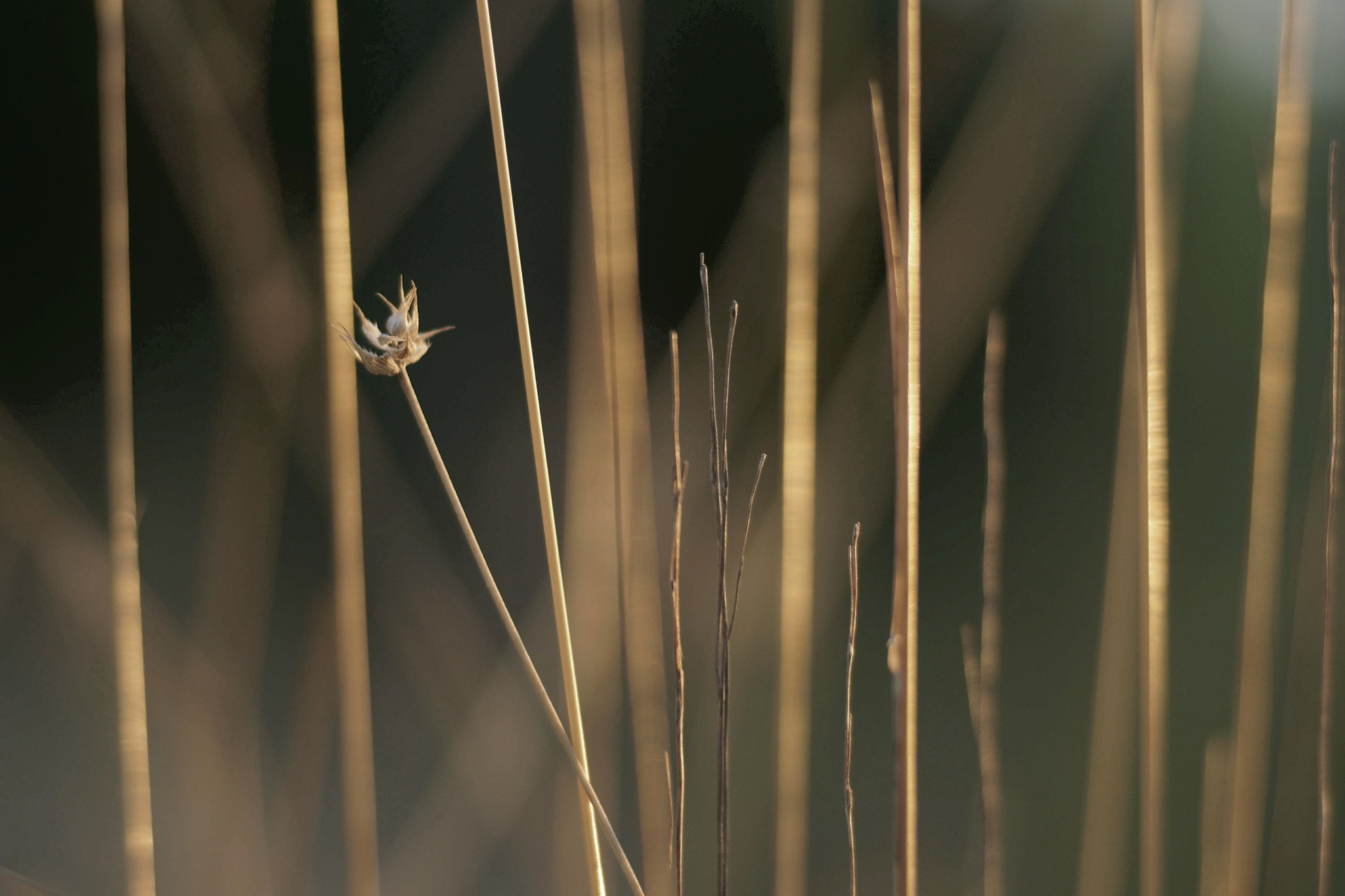 Sony a6000 + Tamron SP AF 90mm F2.8 Di Macro sample photo. Caida libre photography