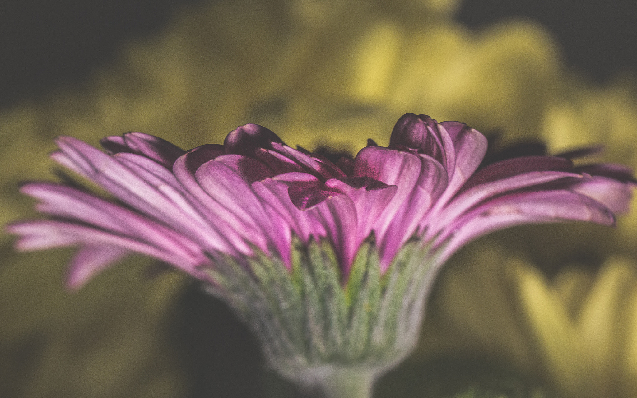 Canon EOS 700D (EOS Rebel T5i / EOS Kiss X7i) sample photo. Gerbera side shot photography