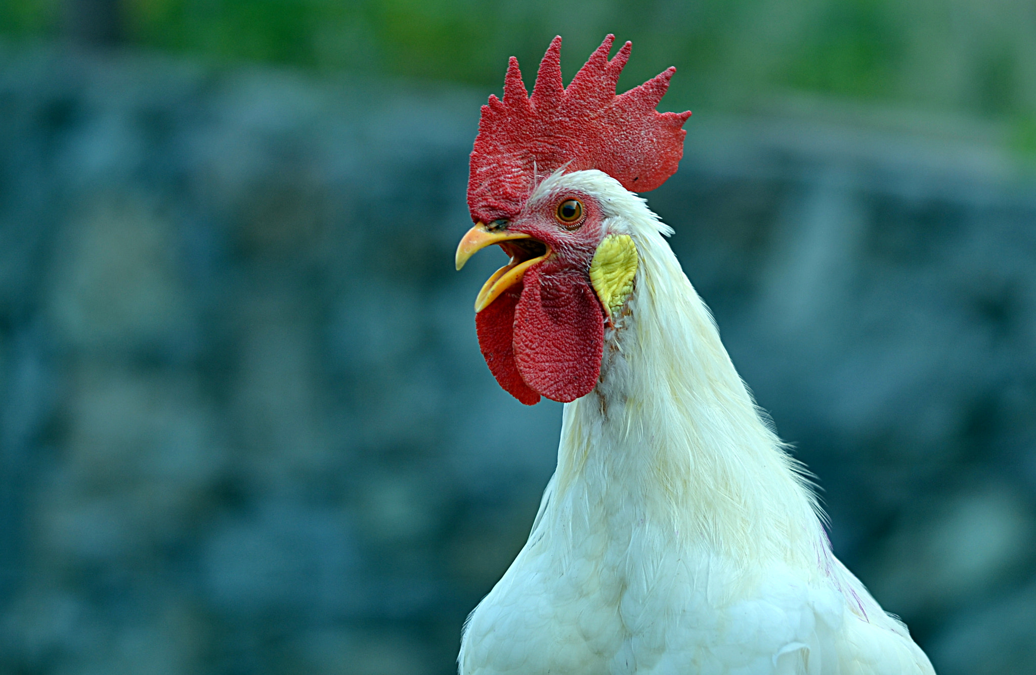Sigma 105mm F2.8 EX DG OS HSM sample photo. Oh my god! photography