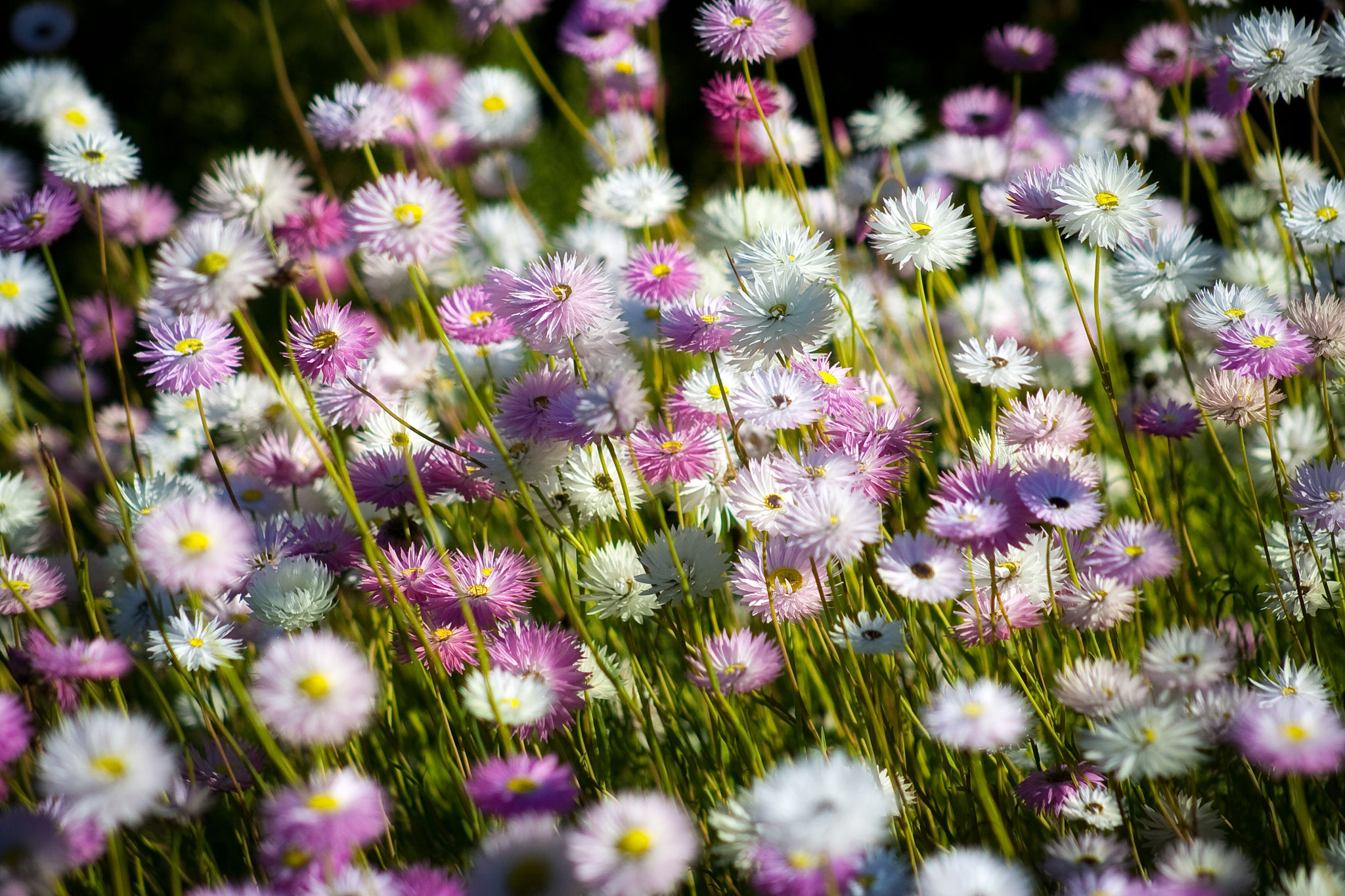 Canon EOS 400D (EOS Digital Rebel XTi / EOS Kiss Digital X) + EF75-300mm f/4-5.6 sample photo. The spectacular wild flowers of kings park, perth, western australia. photography