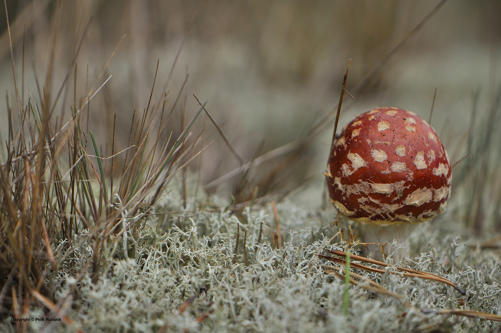 Nikon AF-S DX Micro-Nikkor 85mm F3.5G ED VR sample photo. Autumn photography