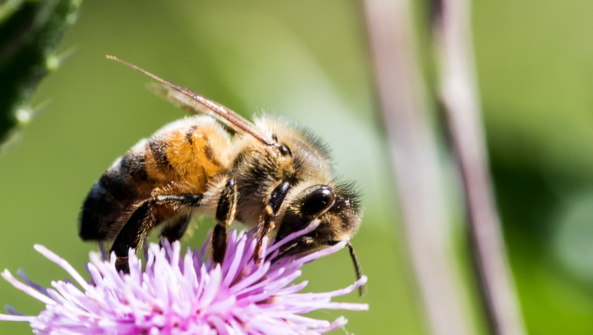 Canon EF 100mm F2.8L Macro IS USM sample photo. Bee photography
