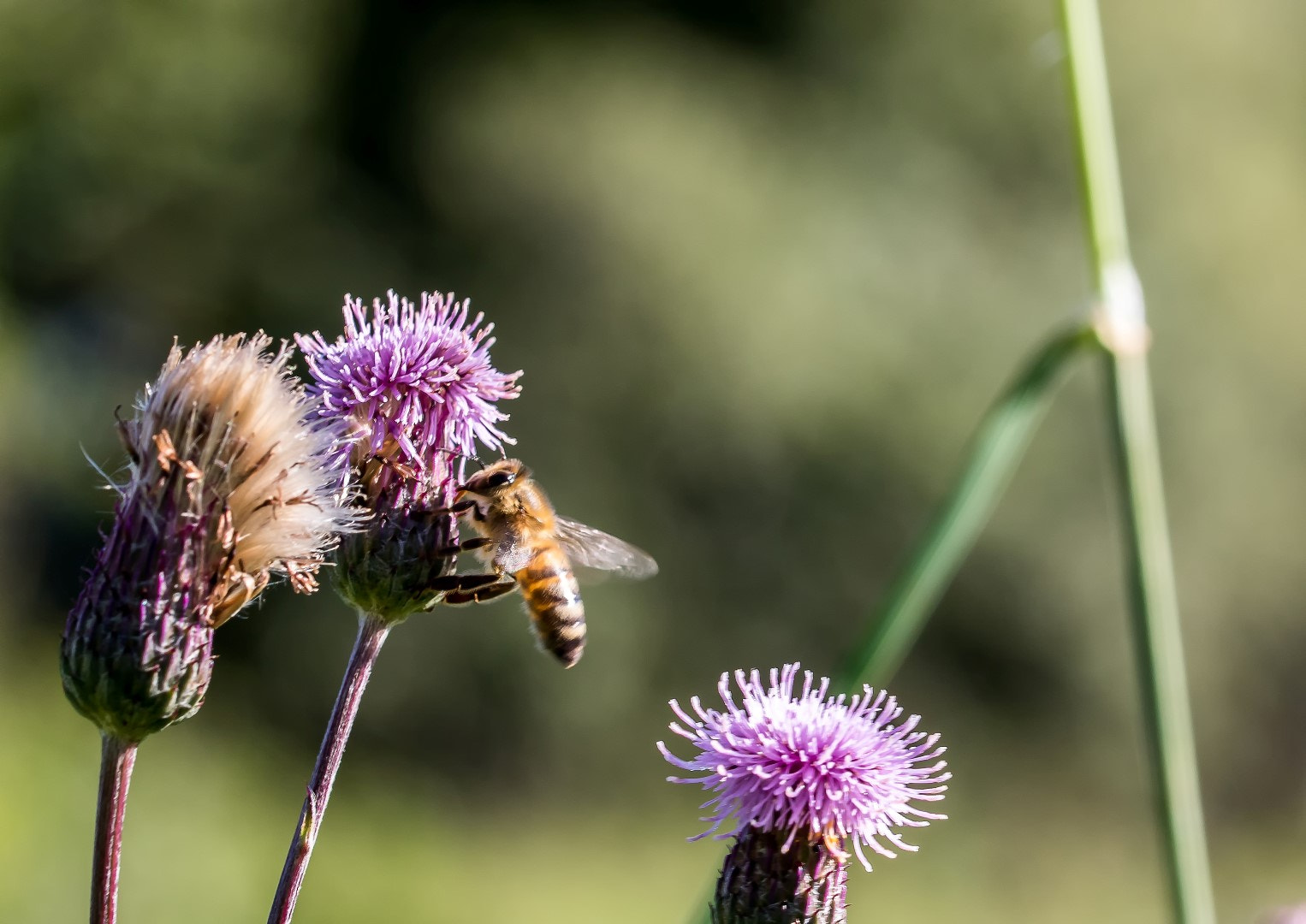Canon EF 100mm F2.8L Macro IS USM sample photo. Bee flying photography