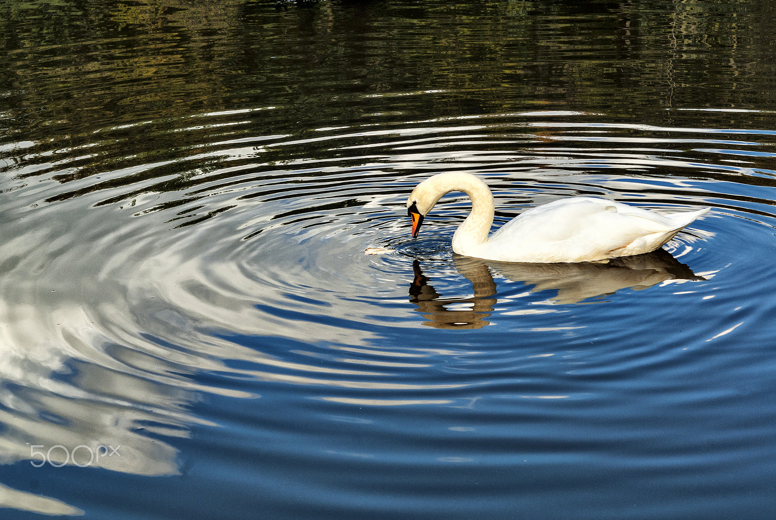 Sigma 24-70mm F3.5-5.6 Aspherical HF sample photo. Swan photography