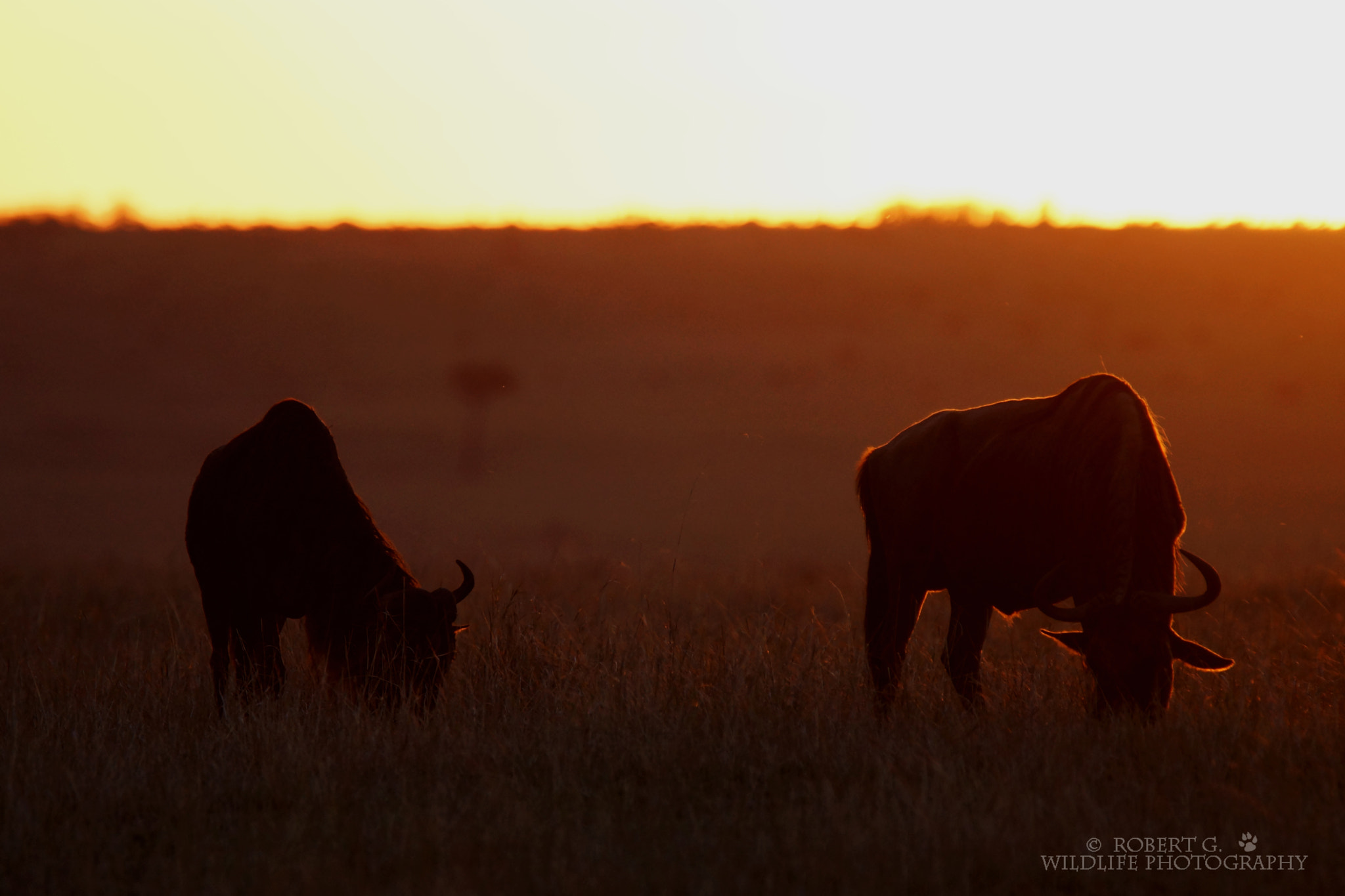 Sony SLT-A77 + Tamron SP 150-600mm F5-6.3 Di VC USD sample photo. Sunset masai mara 2016 photography