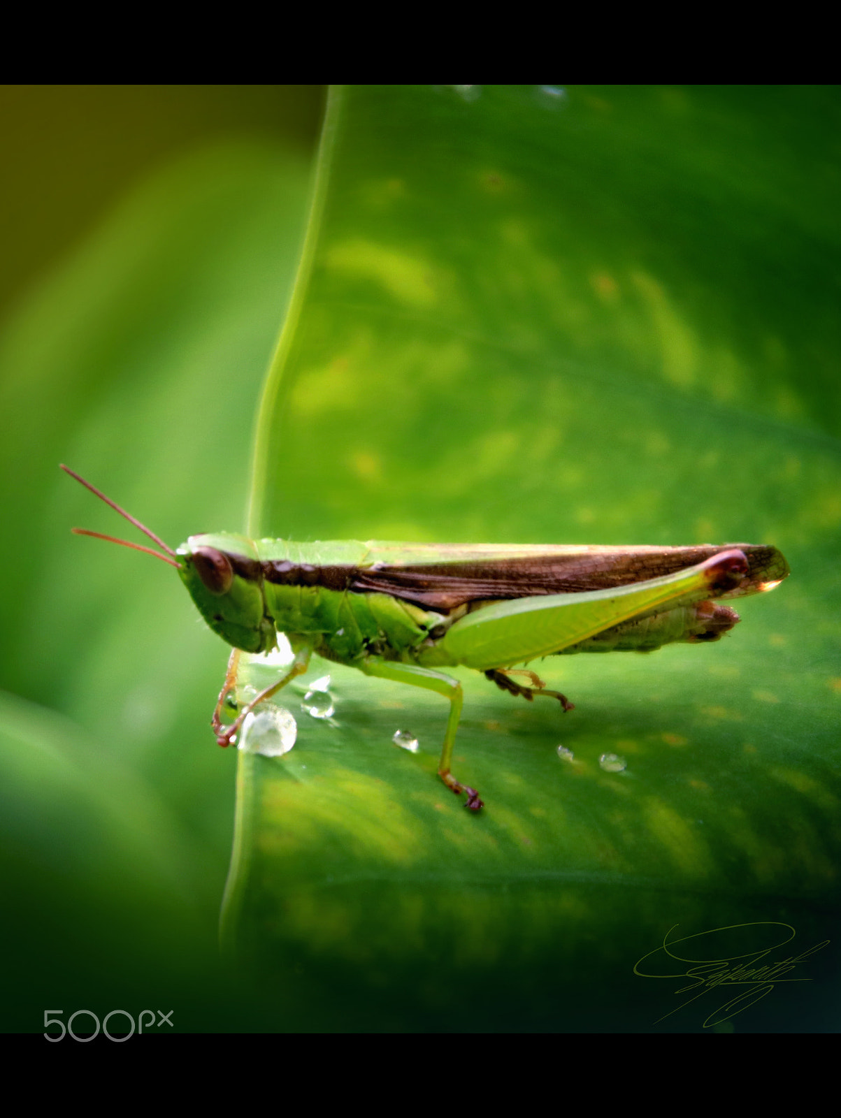 Canon EOS 80D + Canon TS-E 90mm F2.8 Tilt-Shift sample photo. Grasshopper photography