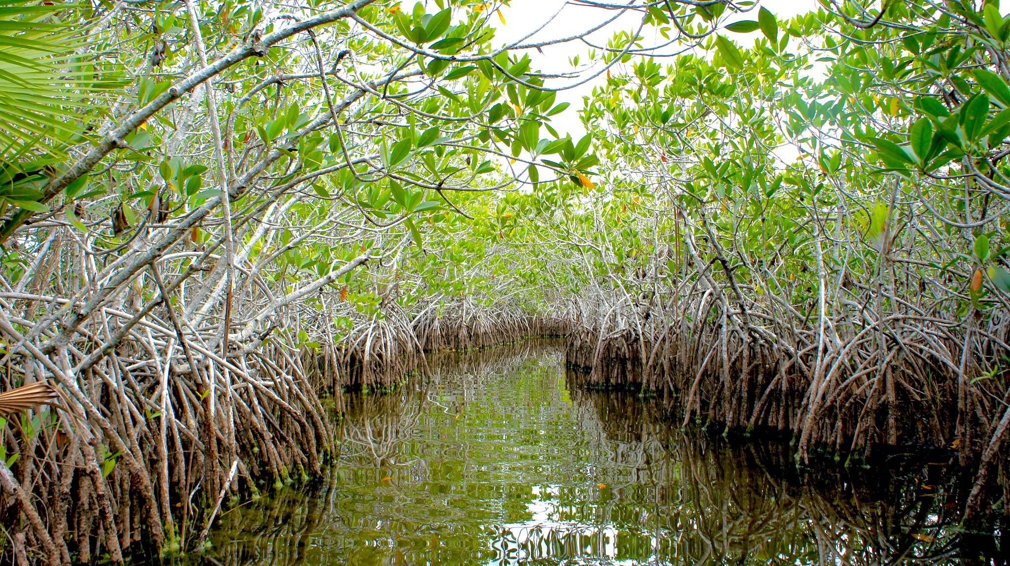 Tamron 18-200mm F3.5-6.3 Di III VC sample photo. Canoeing in the everglades... photography