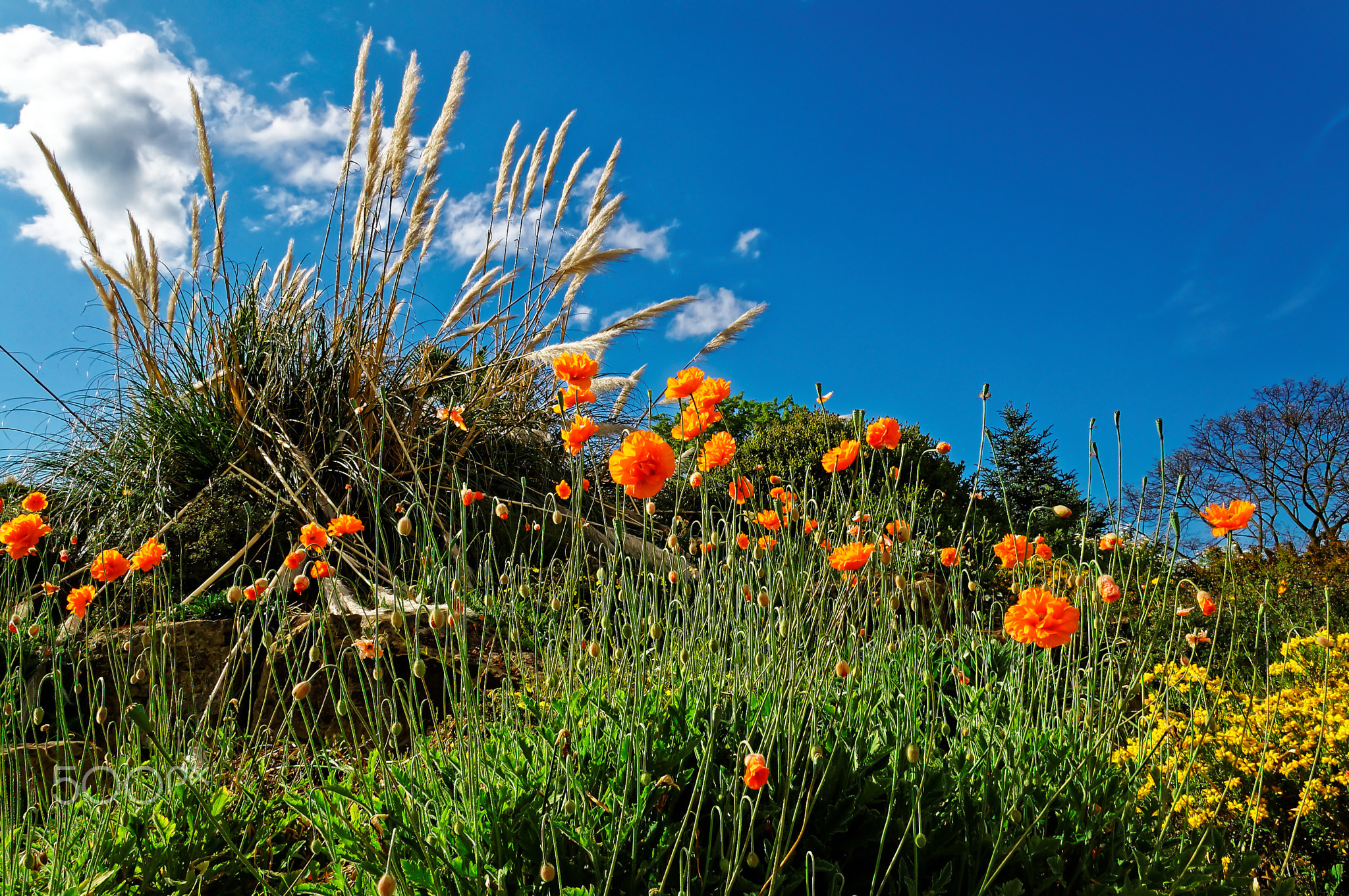 Celebrating Spring