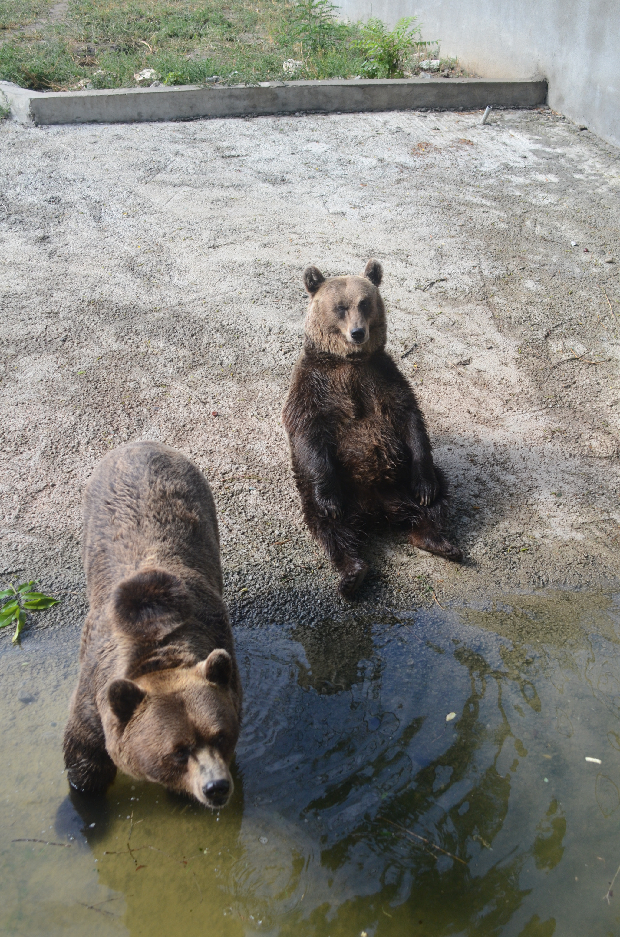 Sigma 28-70mm F2.8 EX sample photo. Best bear friends ! photography