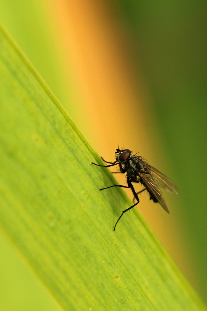 Canon EOS 1200D (EOS Rebel T5 / EOS Kiss X70 / EOS Hi) + Sigma 105mm F2.8 EX DG Macro sample photo. Little fly.. photography