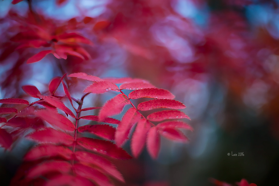Canon EF 50mm F1.4 USM sample photo. Herbst photography
