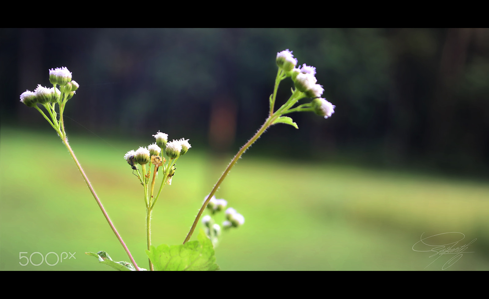 Canon EOS 80D + Canon TS-E 90mm F2.8 Tilt-Shift sample photo. Flower photography