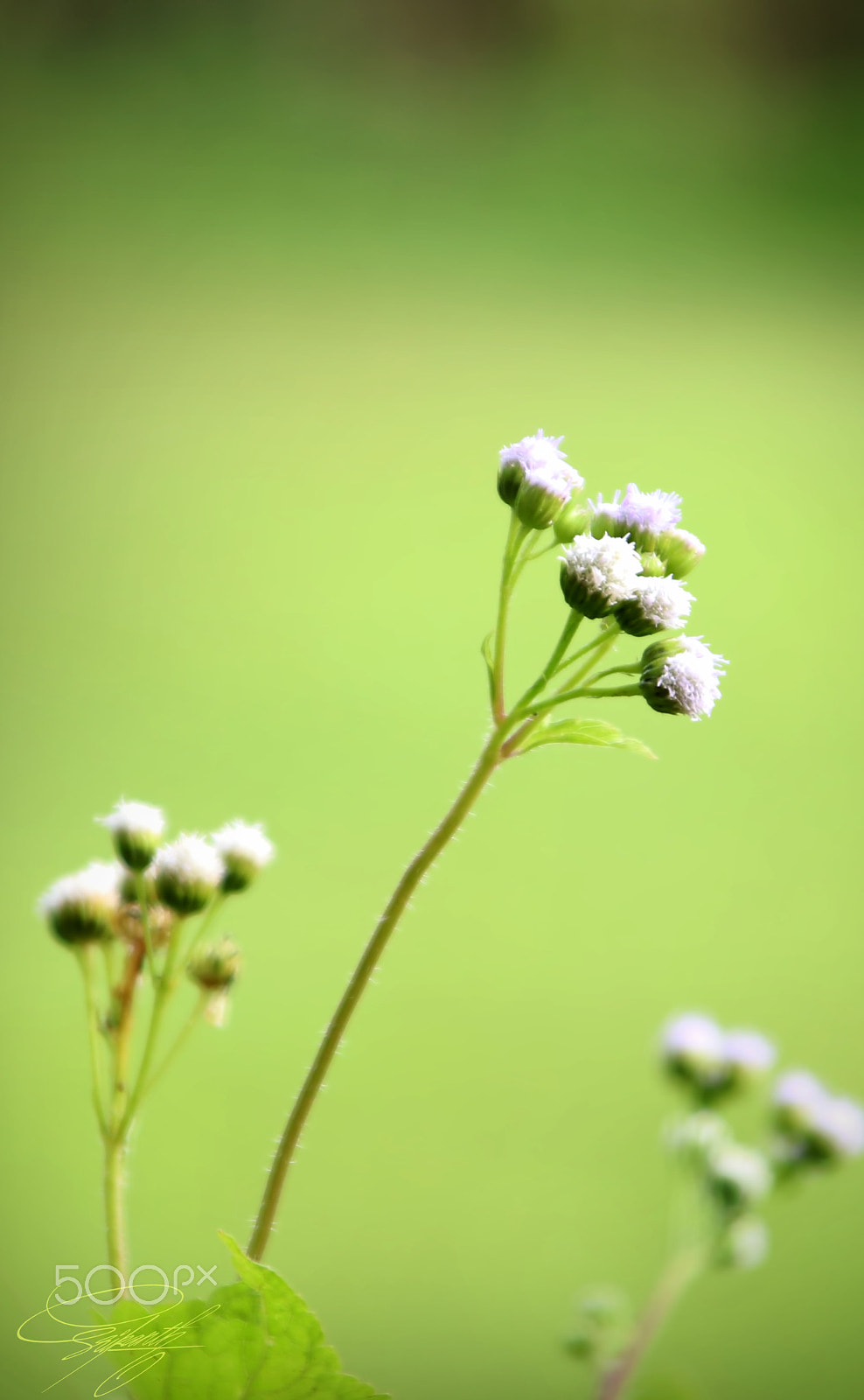 Canon TS-E 90mm F2.8 Tilt-Shift sample photo. Flower photography