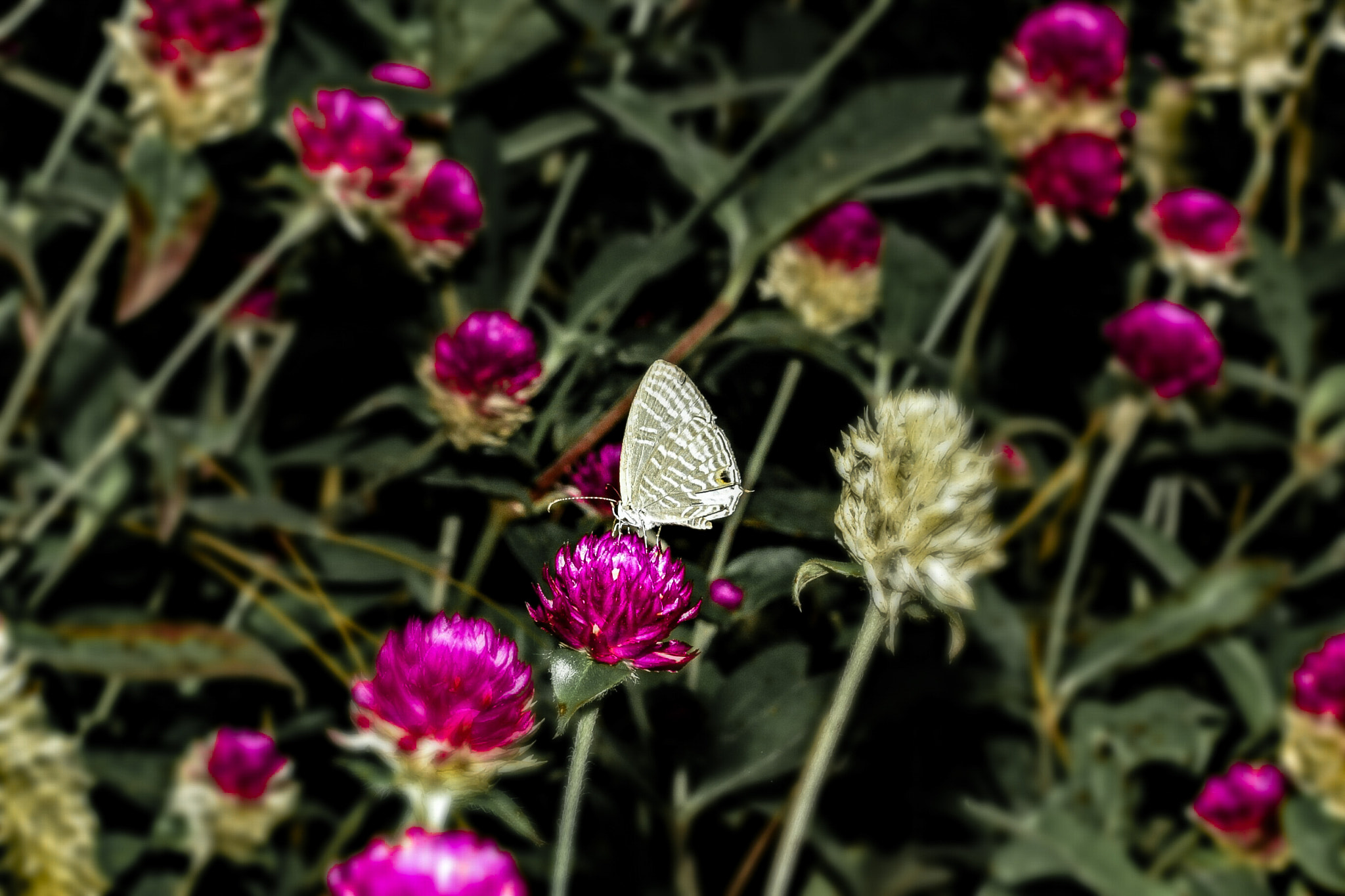 Canon EF-S 60mm F2.8 Macro USM sample photo. Lonely butterfly 2 photography