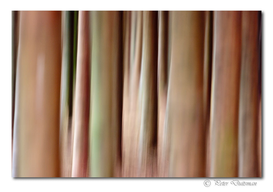 Pentax K20D sample photo. Fast wood photography