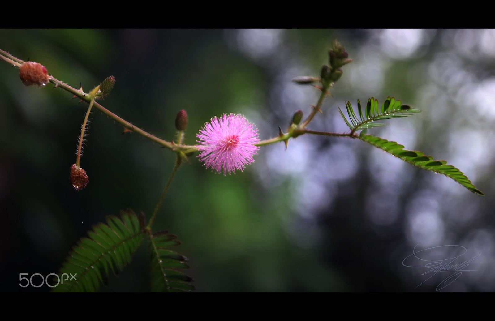 Canon EOS 80D + Canon TS-E 90mm F2.8 Tilt-Shift sample photo. Flower photography