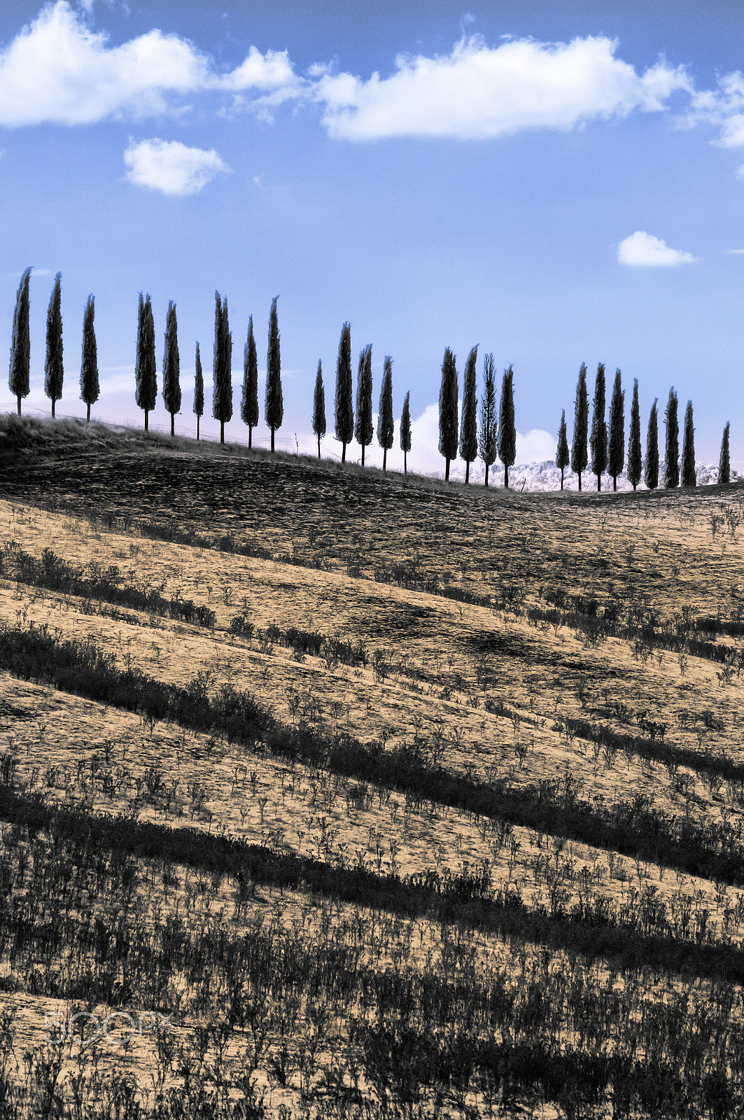 Nikon AF-Nikkor 80-200mm F2.8D ED sample photo. Cypresses photography