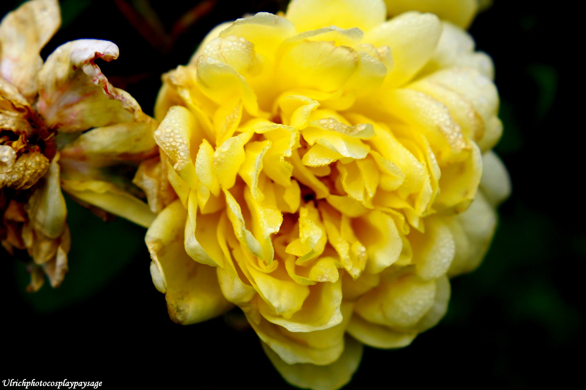 Canon EOS 1000D (EOS Digital Rebel XS / EOS Kiss F) sample photo. Rose jaune photography