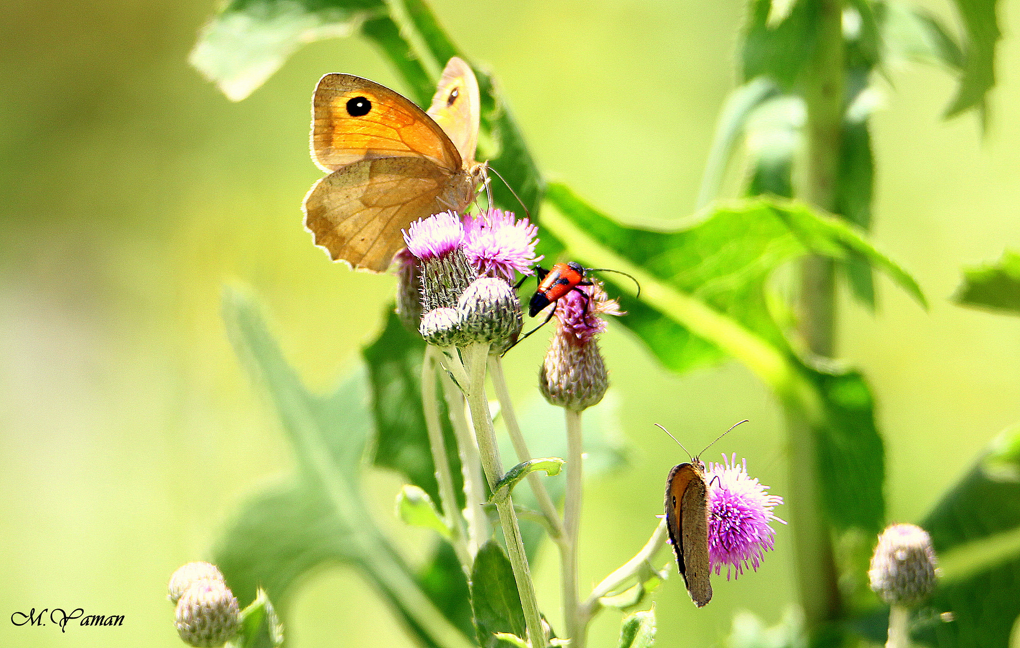 Tamron SP 150-600mm F5-6.3 Di VC USD sample photo. Satyridae / Çayır esmeri photography