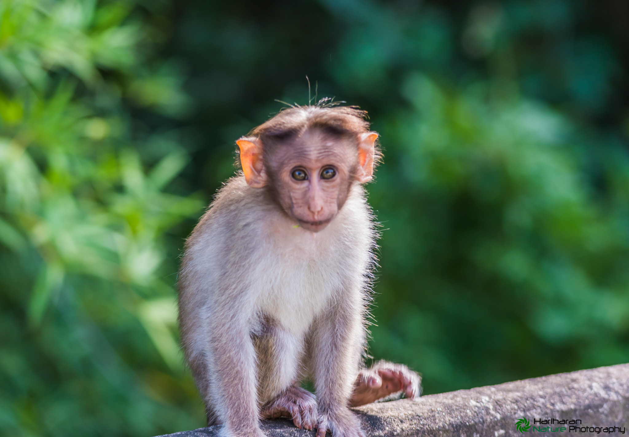 Sigma 150-500mm F5-6.3 DG OS HSM sample photo. Bonnet macaque photography