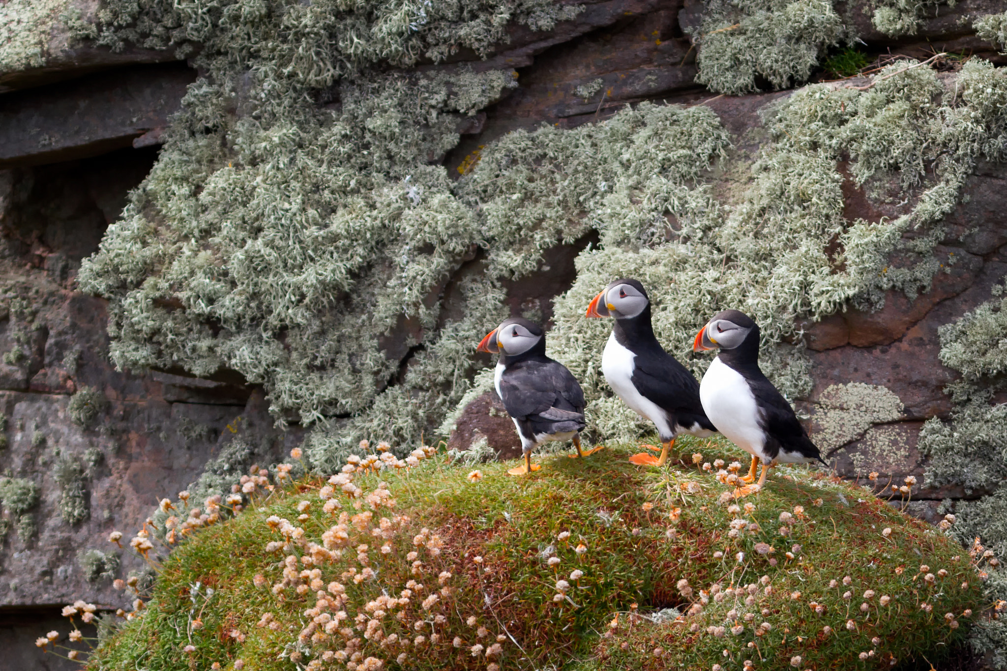 Canon EF 300mm F4L IS USM sample photo. Three little birds photography