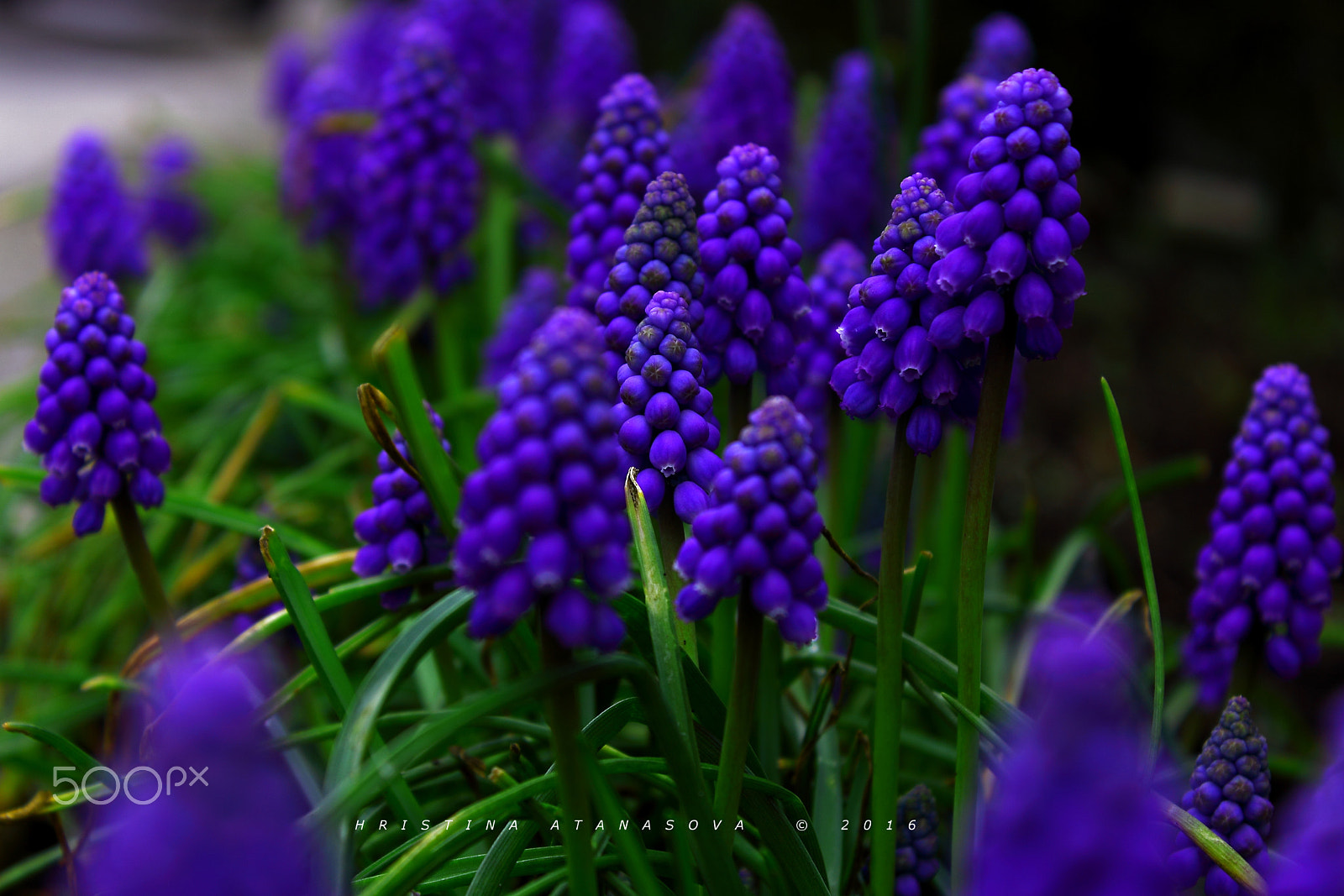 Canon EF-S 18-55mm F3.5-5.6 IS sample photo. The little things... photography