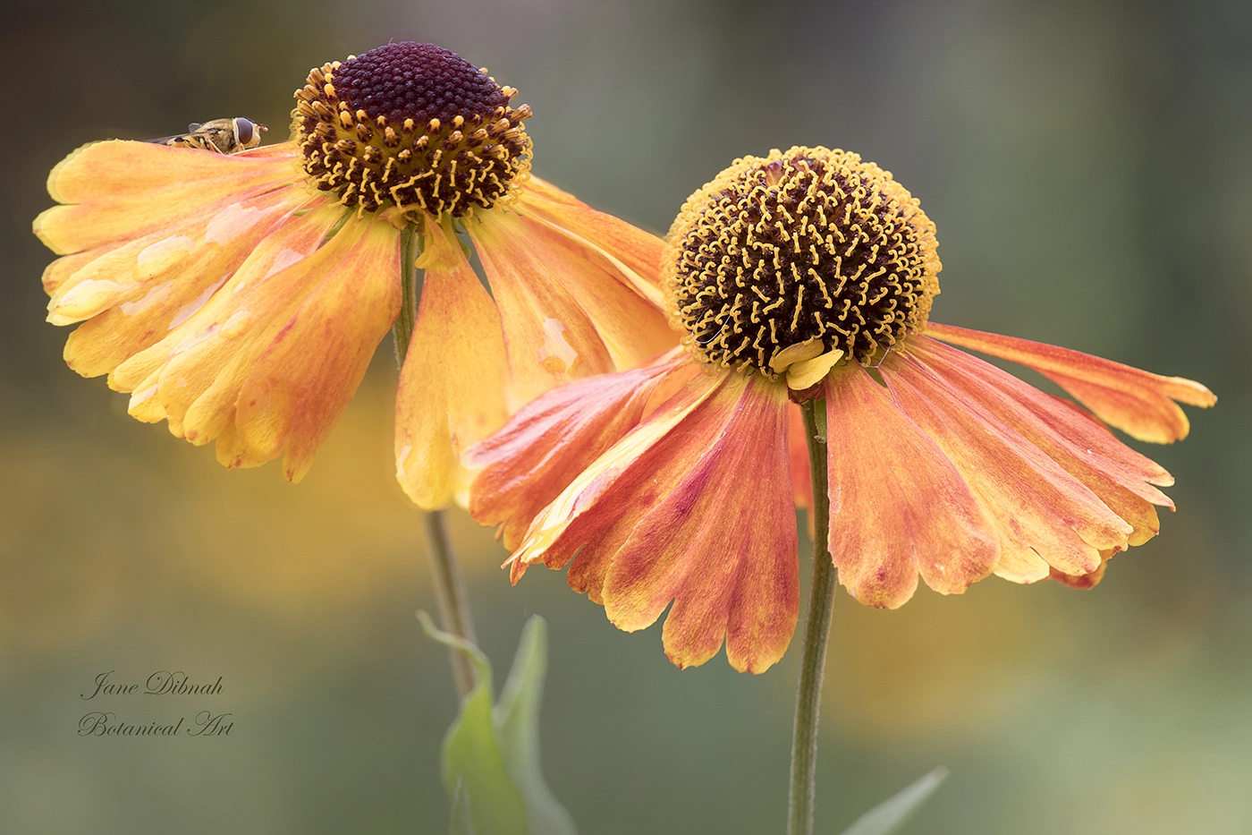 Canon EF 180mm F3.5L Macro USM sample photo. Autumn gold photography